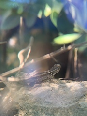 Sceloporus cozumelae