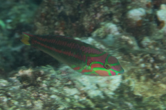 Thalassoma quinquevittatum