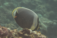 Chaetodon reticulatus
