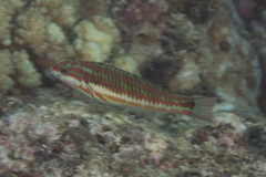 Thalassoma quinquevittatum
