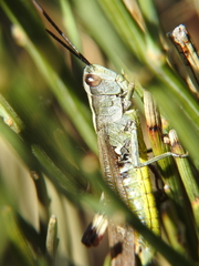 Chorthippus binotatus
