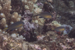 Pycnochromis vanderbilti