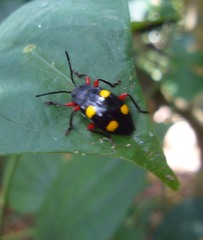 Eumorphus quadriguttatus pulchripes