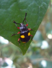 Eumorphus quadriguttatus pulchripes