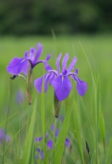 Iris laevigata