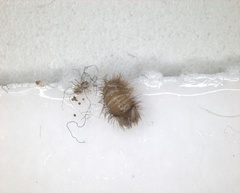 Anthrenus verbasci