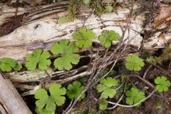 Hydrocotyle elongata