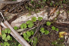 Hydrocotyle elongata