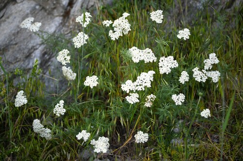 Andorran Milfoil (Achillea chamaemelifolia)