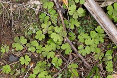 Hydrocotyle elongata
