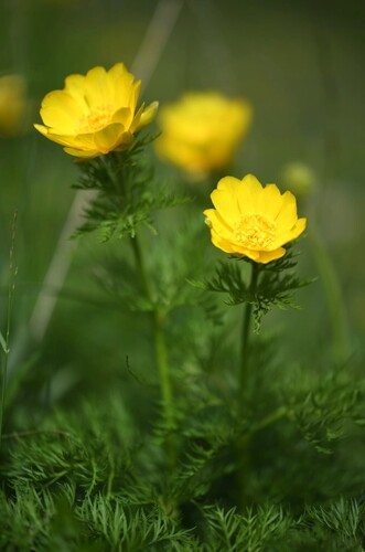 Pyrenean Pheasant's-eye (Adonis pyrenaica)