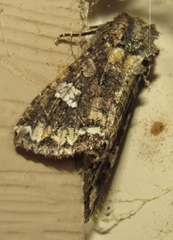 Mamestra configurata