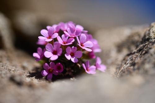 Hairy rock-jasmine (Androsace ciliata)