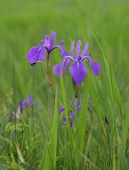 Iris laevigata