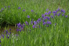 Iris laevigata