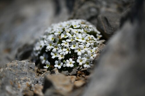 Androsace cylindrica, photograph 2