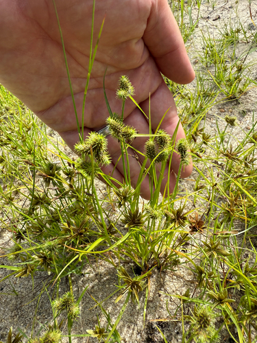 Dwarf Umbrella-sedge (Fuirena pumila)