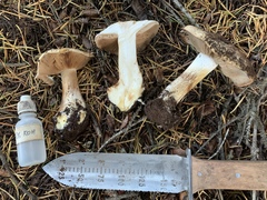 Cortinarius elotoides