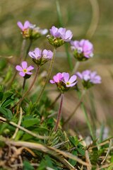 Androsace laggeri, photograph (c) Flavien Saboureau, some rights reserved (CC BY)