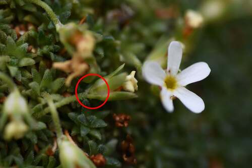 Androsace pyrenaica, photograph 6