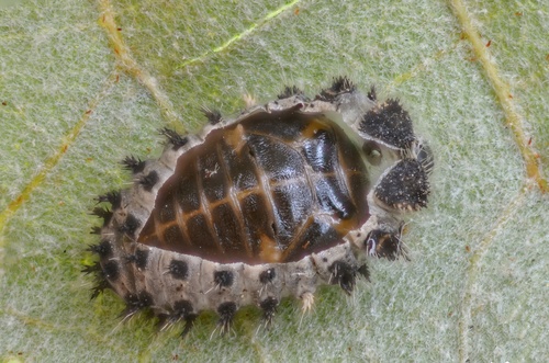 Pine Ladybird