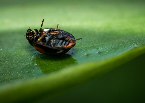 Pine Ladybird