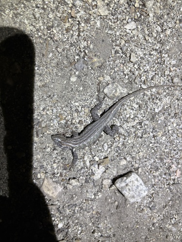 iNaturalist observation photo of Common Sagebrush Lizard