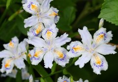 Iris japonica