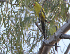 Polytelis anthopeplus monarchoides