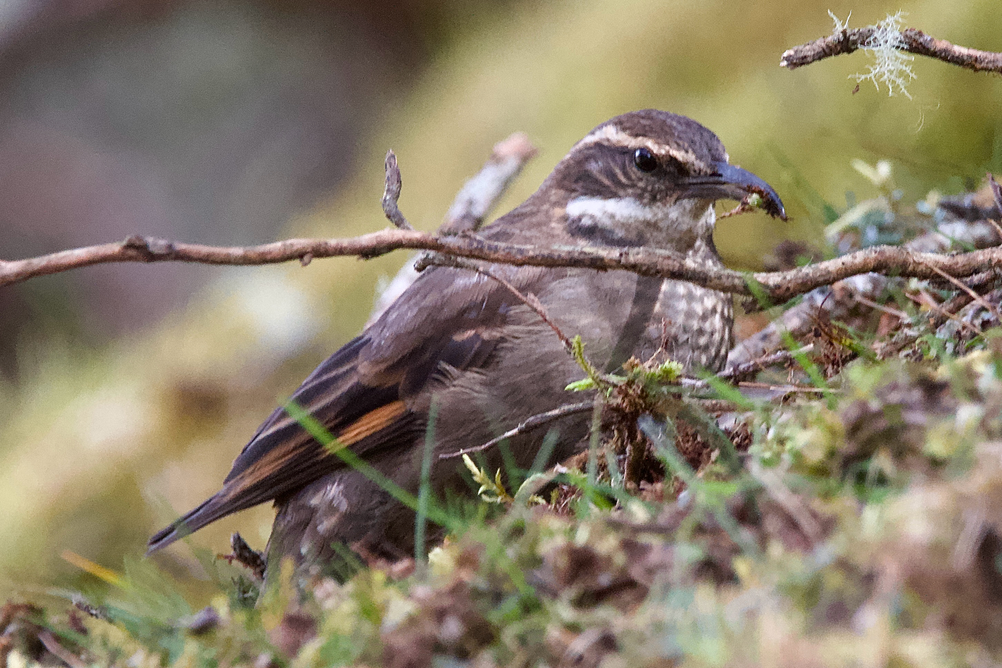 Royal Cinclodes (Cinclodes aricomae), photo 4