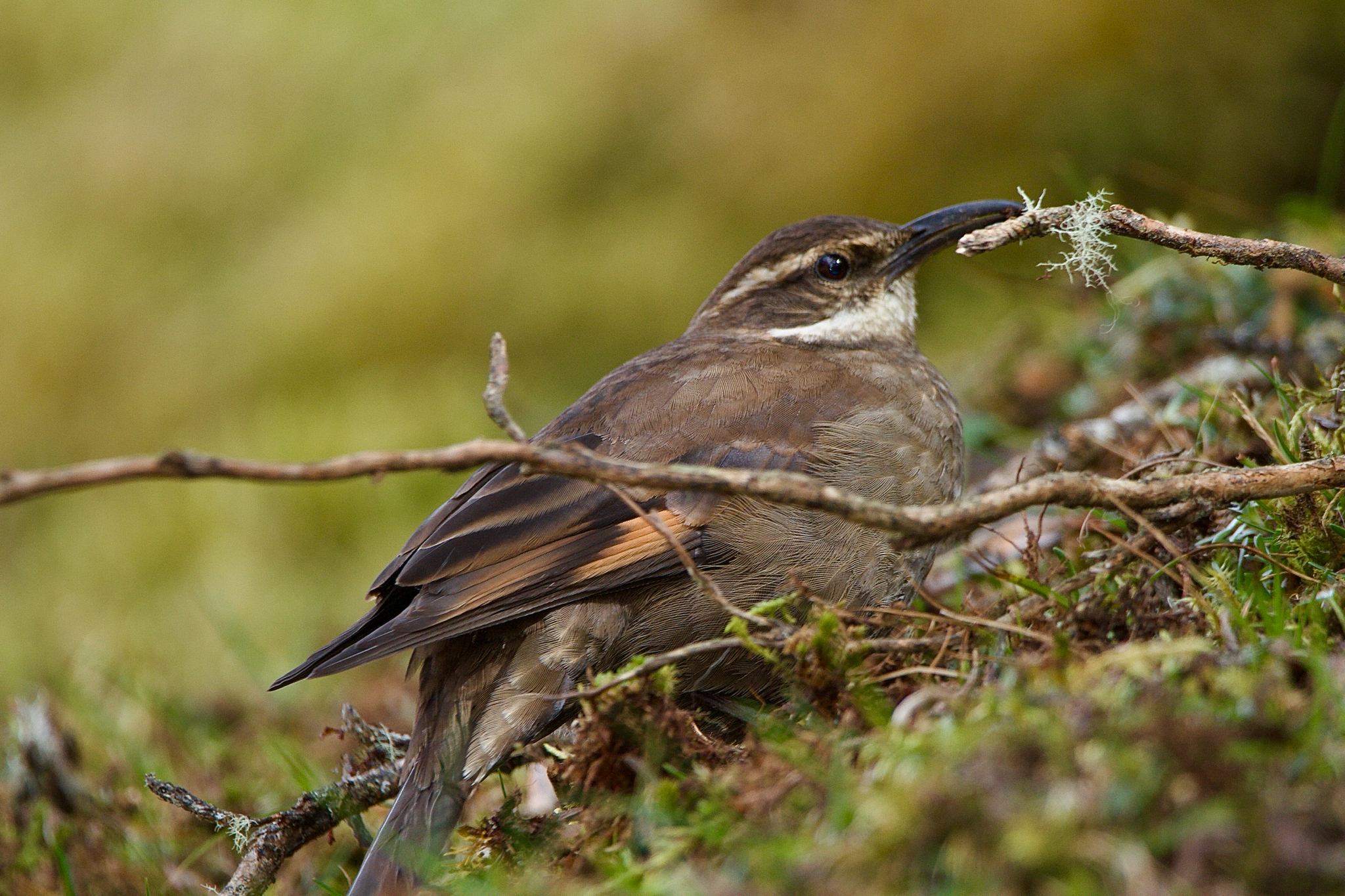 Royal Cinclodes (Cinclodes aricomae), photo 3