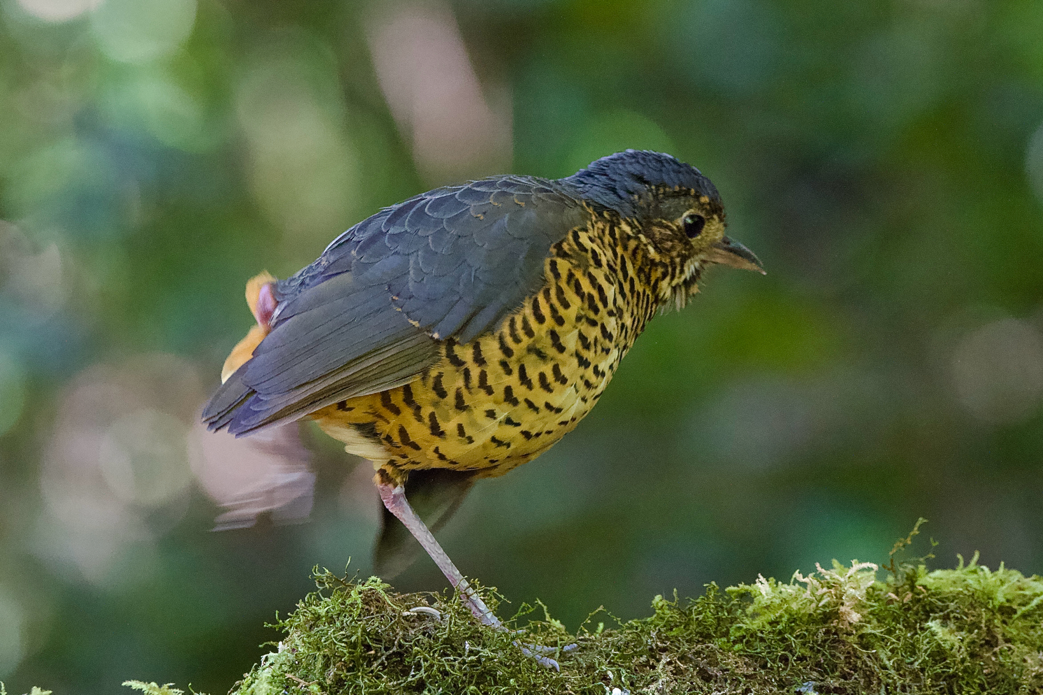 Undulated Antpitta (Grallaria squamigera), photo 4