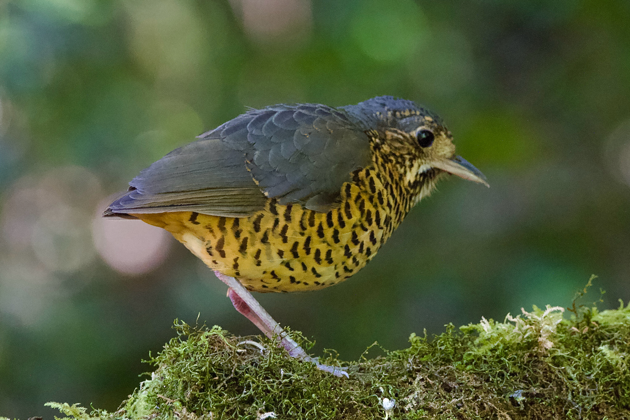 Undulated Antpitta (Grallaria squamigera), photo 3