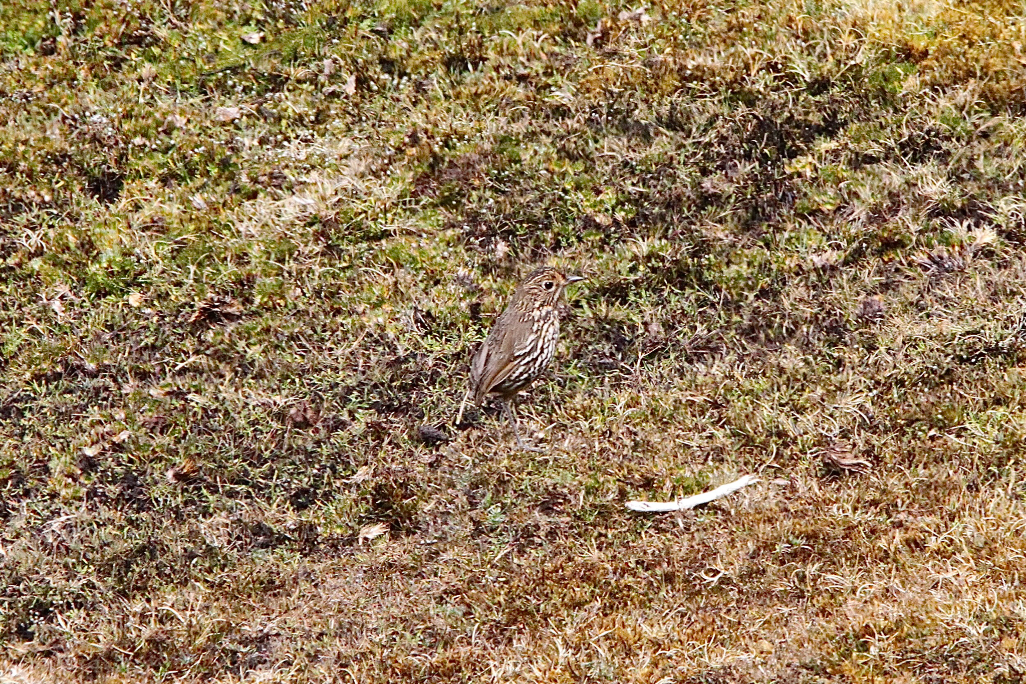 Stripe-headed Antpitta (Grallaria andicolus), photo 2