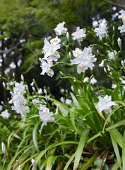 Iris japonica