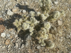 Cylindropuntia multigeniculata
