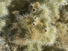 Cylindropuntia multigeniculata