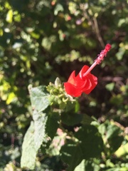 Malvaviscus arboreus drummondii