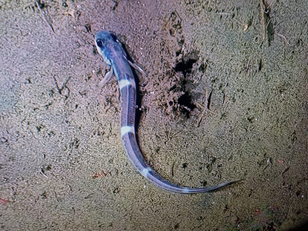 Argentine eelpout (Lycenchelys argentina) — Zoarcidae