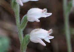 Goodyera schlechtendaliana