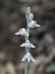Goodyera schlechtendaliana