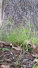 Poa matthewsii