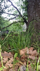 Poa matthewsii
