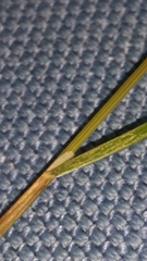 Poa matthewsii