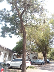 Handroanthus heptaphyllus