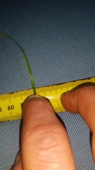 Poa matthewsii