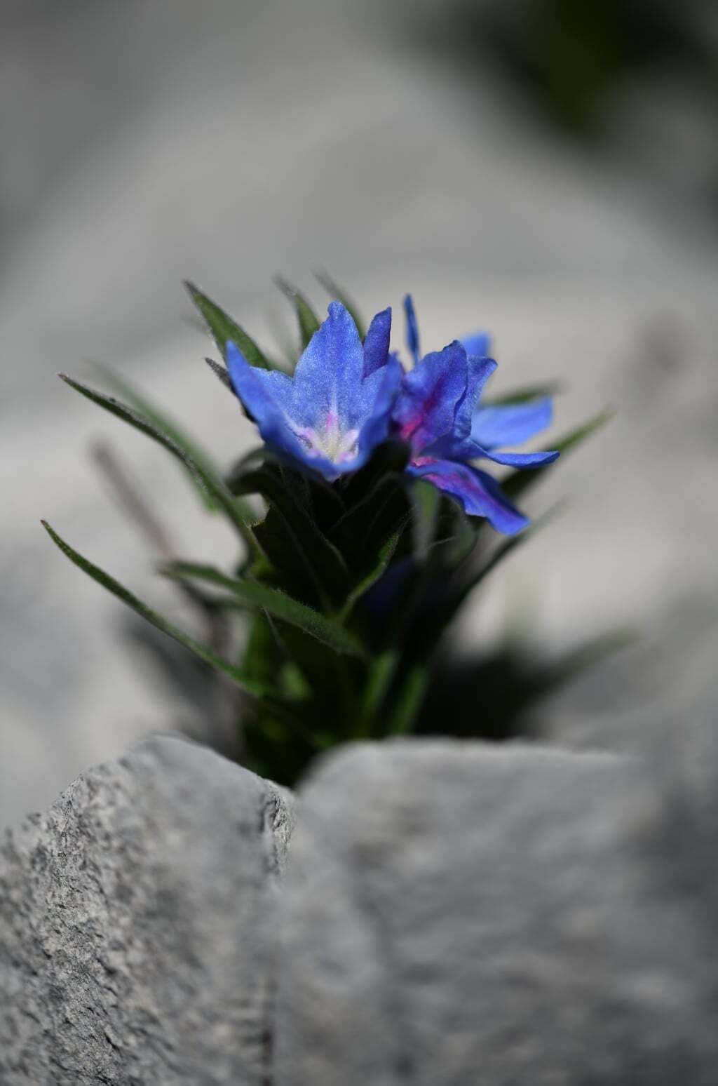 Glandora gastonii