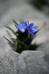 Glandora gastonii, photograph Flavien Saboureau, CC BY, iNaturalist via GBIF