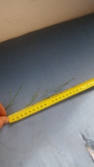 Poa matthewsii