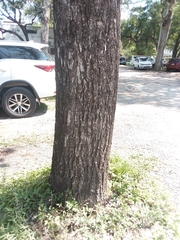 Handroanthus heptaphyllus